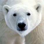 polar-bear