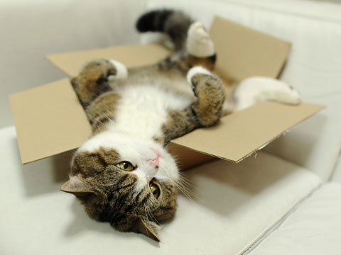 ...or break it. Even if you like it, you can still break it. Just for fun.