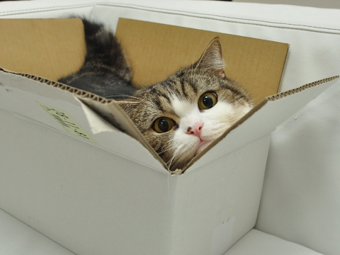 Maru the Cat loves boxes
