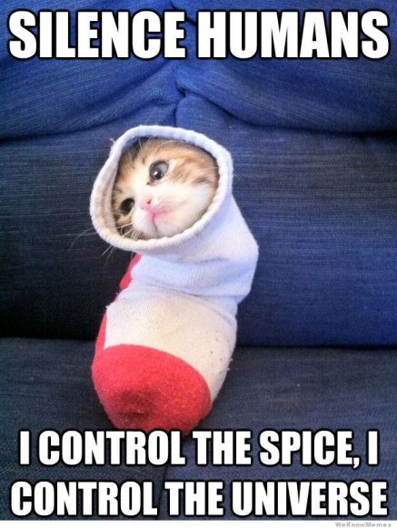 Cats rule the internet