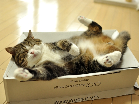 maru the cat lounging in box