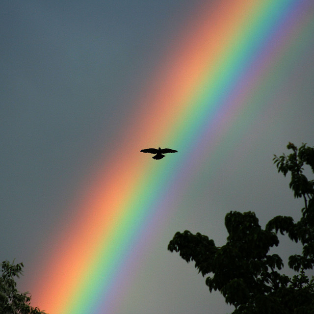 rainbow bird - Flikr - Charles Tilford