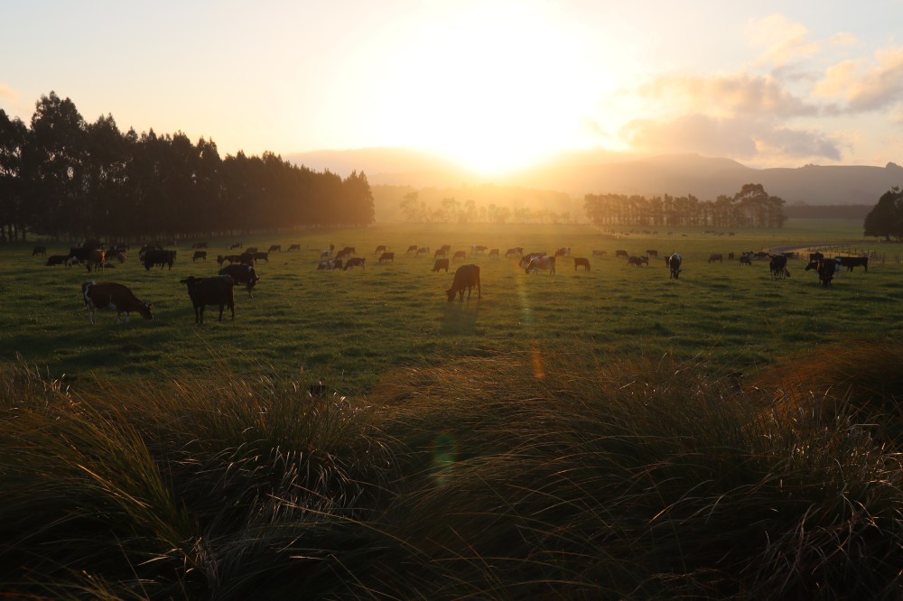 monastery sunrise cows