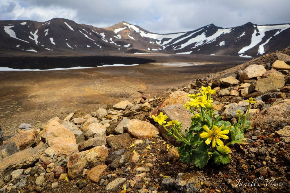 Flowers in Mordor.jpg