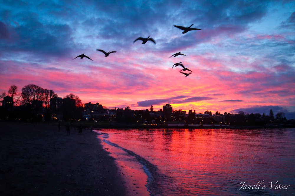 Kits NYD sunset birds wm