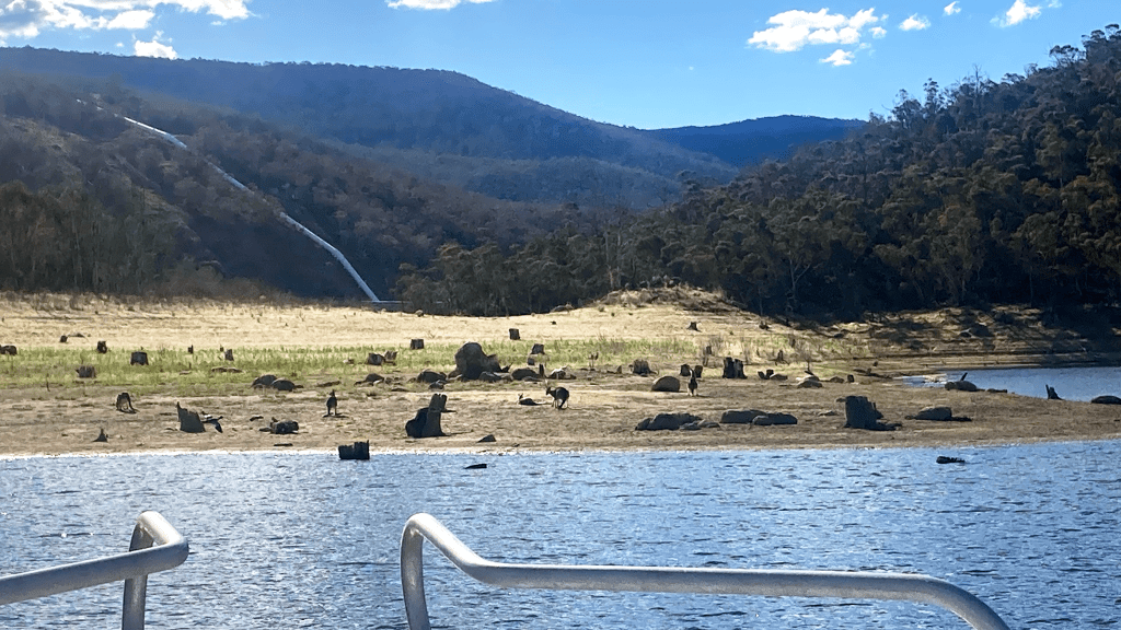 a view of the beach from the boat with kangaroos all around